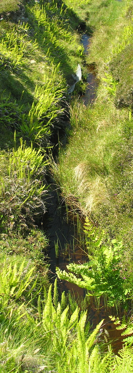 Brook in the meadow