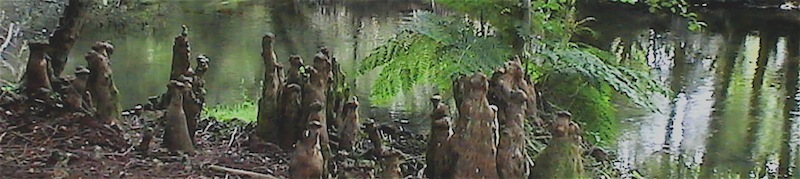 Bald cypresses (Landes)